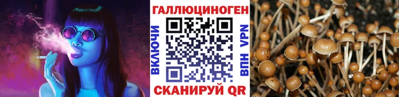 Псилоцибиновые грибы Psilocybe ссылка на мегу ссылка Сковородино